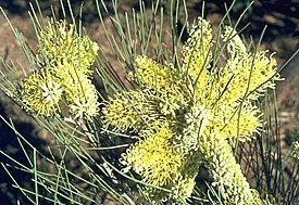 Цветущая Hakea lorea.