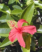 Hibiscus clayi （ハワイ）