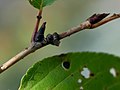 桜の枝の幼虫の巣