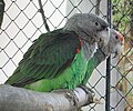 Uncape parrots