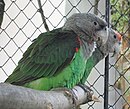 Two parrots with a grey head, grey neck, white bill and dark green wings perching.