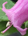 Commissure of contrasting magenta style and green, capitate stigma of exserted pistil.
