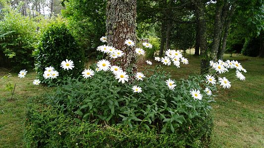 Leucanthemum vulgare nos Loureiros (As Pontes)