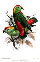 The front of the crown of the black-billed hanging parrot is red, turning to orange and yellow on the back of the crown. The tail is green above and blue below. Most of its feathers are bright green, its bill is black and its irises are brown