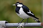 Magpie lark