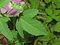 Leaf Upperside (Italy)