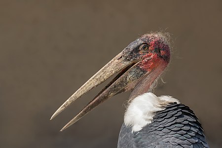 Marabou stork, head, by Charlesjsharp