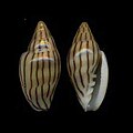 Marginella cleryi southern Mauritania