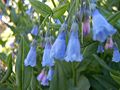 Aspen Bluebells (Mertensia arizonica)[25]