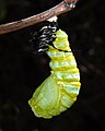 Completing pupation