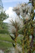 Seed pods opening