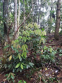 Young plant in rainforest near Malanda, Queensland