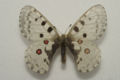 Parnassius nomion