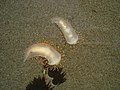 Nudibranchs found near the North Jetty floating on the surface of the water