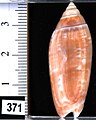 Oliva (Multiplicoliva) multiplicata Reeve, 1850, vista dorsale - Taiwan Strait