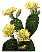 Opuntia decumbens