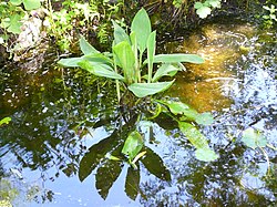 Orontium aquaticum.