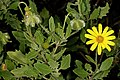 Osteospermum auriculatum