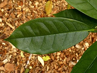 Leaves