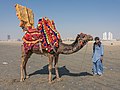 A Sindhi camel driver in Clifton Beach, wearing modern style Sindhi Kancha and Khamis and a rumal (handkerchief) on shoulder.