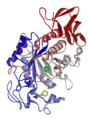 Human pancreatic α-amylase