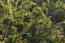 Dense forest of nikau and ferns