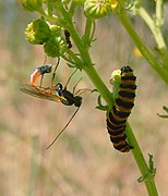 Parasitoid wasp and cinnabar moth caterpillar