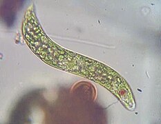 Euglena viridis (Euglenales)