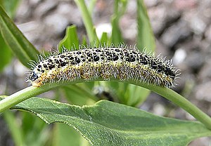 The caterpillar of the Large White butterfly