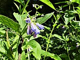 Fleurs roses et bleues.