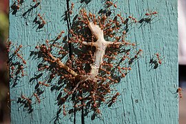 Worker ants transporting a dead gecko