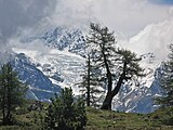 Riedgletscher mit Wetterlärche (Moosalp)