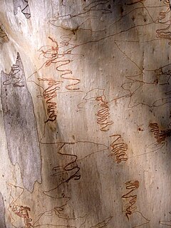 Description de l'image Scribbly Gum Lawson.jpg.