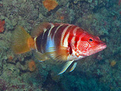 Serranus scriba.