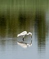 Image 16Snowy egret