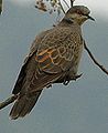 Streptopelia lugens