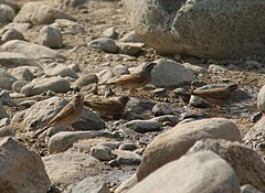 Description de l'image Striolated Buntings.JPG.