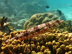 Un poisson-lézard bigarré (Synodus variegatus)