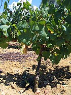 Photographie couleur montrant un pied de tannat au mois d'août. Les petits grains verts sont encore en cours de grossissement. Le feuillage est vert et montre distinctement la forme caractéristique d'une feuille.