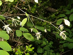 萼片は4個あり、花時にも宿存し、楕円形で淡紫褐色になる。花弁はない。雄蕊は10-12個あり、葯は黄色、花糸は糸状で白色になる。