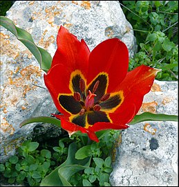 Tulip (Tulipa agenensis, צבעוני ההרים) in Israel