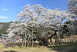 根尾谷・淡墨公園（岐阜県本巣市）