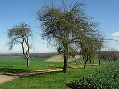 Verger à Vauchassis dans l'ouest.