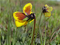 Viola pedunculata