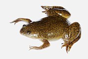 Xenopus laevis 02