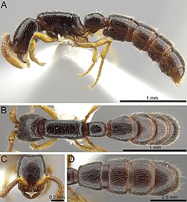 Zasphinctus obamai