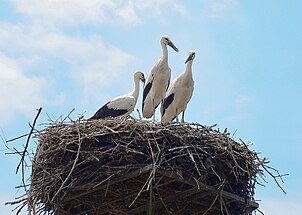 Вартові Катеринівки