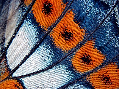 Butterfly wing - Enlarge to see the indivual scales that resemble an intricate mosaic.
