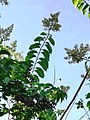 Panicle and phyllotaxis (opposite or alternate leaves)