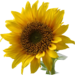 A sunflower.